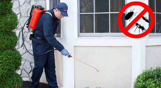 Sarıveliler Bit İlaçlama böcek ilaçlama ve haşere kontrolü — ilaclama-tr.com